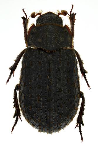 Trox scaber